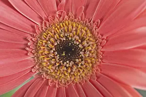 Deserted Garden With Blooming Flowers Prints: Gerbera, flower detail