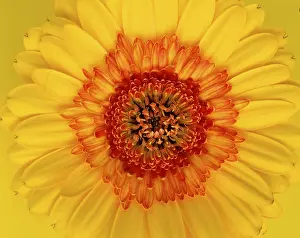 Gerbera Flower Prints: Gerbera / (Gerbera spec.)
