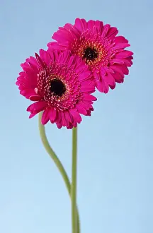 Detailed Studio Photography Prints: Gerberas (Asteraceae)