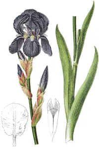 German Iris Prints: German iris (Iris -- germanica)