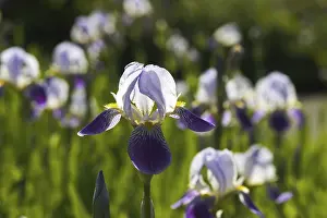 Blue Flowers Prints: German iris (iris germanica)