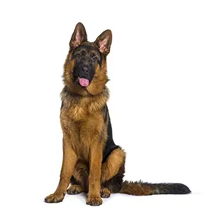 Alsatian Dog Breed Prints: German shepherd