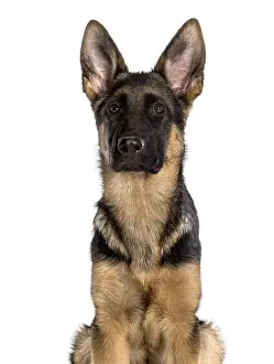 Purebred Dog Head Shot Prints: German Shepherd looking at camera against white background