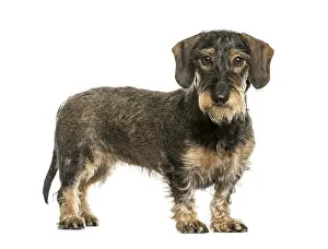 Thoroughbred Dog Head Shot Prints: German Wirehaired Pointer in front of white background