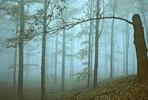Beech Tree Forest Europe Prints: Germany, Greiz, Greiz-Werdauer-Wald
