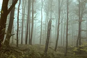 Deciduous Forest Prints: Germany, Greiz, Greiz-Werdauer-Wald