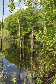 Thuringia Nature Reserve Prints: Germany, Greiz, Struth, Thuringia