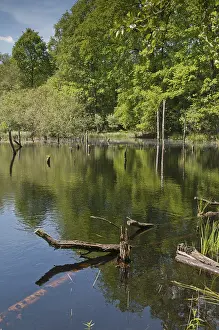 Thuringia Nature Reserve Prints: Germany, Greiz, Struth, Thuringia