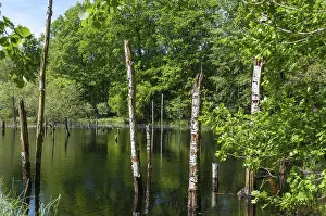 German Nature Reserve Prints: Germany, Greiz, Struth, Thuringia