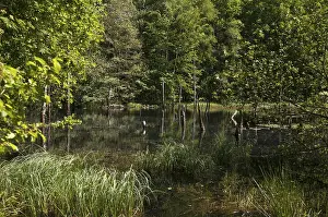 German Nature Reserve Prints: Germany, Greiz, Struth, Thuringia