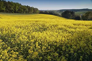 German Landscape Photography Prints: Germany, Greiz, Thuringia, Thuringia
