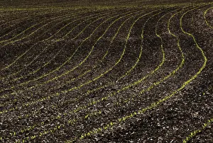 Cornfield Photography Prints: Germinating maize plants in rows