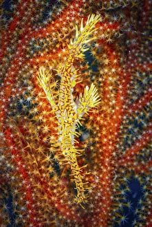 Prints of Ghost pipe fish and example of camouflage Ghost Pipefish Prints: 'Ghost Pipe Fish Print - Master of Disguise'