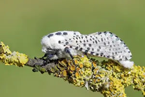 Lichen Covered Tree Branch Prints: Giant leopard moth (Hypercompe scribonia) perched on a branch covered in lichen