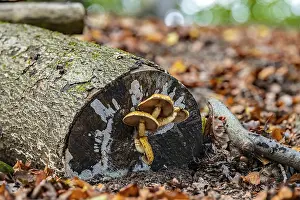 Framed Print : Gift of a Bonnet Print on Tree Stump Framed Print : Gift of a Bonnet Print on Tree Stump