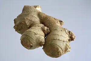 Fresh Ginger Prints: Ginger