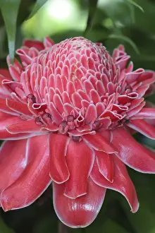 Southeast Asia Travel Images Prints: Ginger blossom in Bali