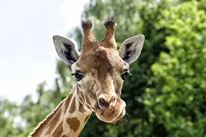 Protected Area Conservation Efforts Prints: Giraffe