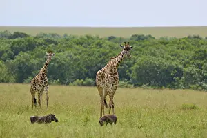 Prints of Giraffes and warthogs graze on a vast plain with trees in the background, Masai giraffe (Giraffa camelopardalis), Masai Mara National Reserve, Narok County, Kenya Warthog Prints: Masai Giraffe Print: Kenya's Vast Plain Landscape