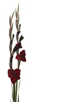 Cut Flower Studio Shot Prints: Gladiolus