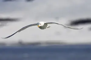Scandinavian Nature Images Prints: Glaucous Gull in flight (Larus hyperboreus)