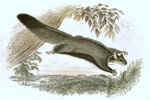 Historic Animal Illustration Prints: Gliding hawk, Petaurus sciureus