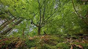 German Nature Reserve Prints: A glimpse of the treetops of a dense