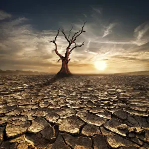Atmospheric Desert Scene Prints: Global warming concept. Lonely dead tree under dramatic evening sunset sky at drought cracked desert landscape