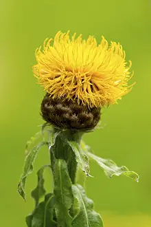 Yellow Blossom Nature Scene Prints: Globe Knapweed (Centaurea macrocephala)