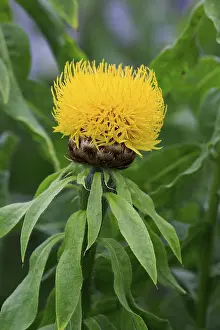 Globe Knapweed Prints: Globe knapweed (Centaurea macrocephala)