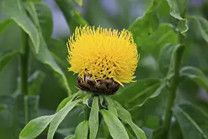 Botany Plant Details Prints: Globe knapweed (Centaurea macrocephala)