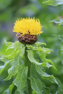 Blue Blossom Flower Prints: Globe knapweed (Centaurea macrocephala)