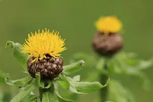 Botany Plant Images Prints: Globe knapweed (Centaurea macrocephala)