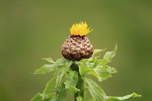 Central Europe Botany Images Prints: Globe knapweed (Centaurea macrocephala)