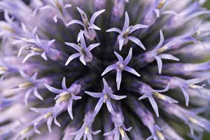 Globe Thistle Prints: Globe thistle (Echinops), Germany