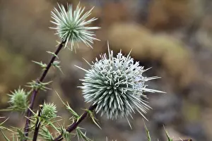 Close Up Nature Shots Prints: Globe Thistle (Echinops ritro)