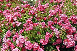 Rose Blossom Prints: Glorious roses