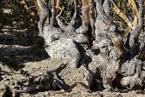 Great Basin Bristlecone Pine Prints: Gnarled tree trunk, structures