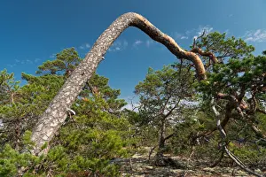 Northern Europe Wilderness Prints: Gnarled, wind-bent pine tree, Getaberg
