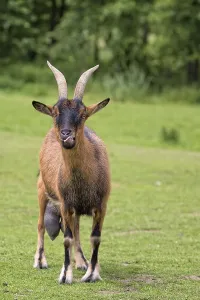 Deserted Forest Glade Prints: Goat in a clearing