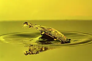 Symbolic Picture Concept Prints: A golden drop of water elegantly deforms with glowing rays on a reflecting surface