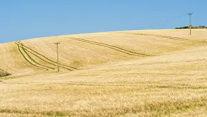 Agricultural Landscape UK Prints: Golden fields of grain, Cornwall