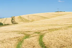 Agricultural Landscape England Prints: Golden fields of grain, Cornwall