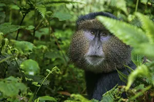 East Africa Nature Reserves Prints: Golden monkey (Cercopithecus kandti)