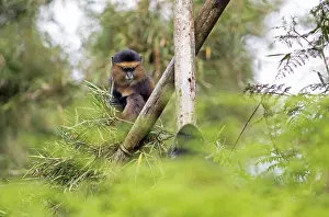 Rwanda Wildlife Photography Prints: Golden monkey (Cercopithecus mitis kandti) in the bamboo forest