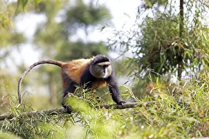 Golden Monkey In Bamboo Forest Prints: Golden monkey (Cercopithecus mitis kandti) in the bamboo forest