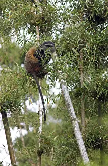 Rwanda Wildlife Photography Prints: Golden monkey (Cercopithecus mitis kandti) in the bamboo forest