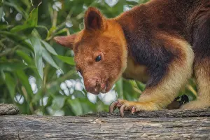 Prints of Goodfellow's Tree Kangaroo, dendrolagus goodfellowi buergersi, Adult closeup. portrait of very cute rare red animal Ctenomyidae Prints: Goodfellow's Tree Kangaroo Print, Dendrolagus goodfellowi buergersi