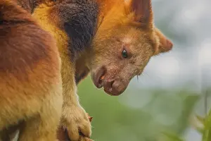 Dendrolagus Goodfellowi Buergersi Prints: Goodfellow's Tree Kangaroo