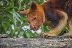 Prints of Goodfellow's Tree Kangaroo, dendrolagus goodfellowi buergersi, Adult closeup. portrait of very cute rare red animal Ctenomyidae Prints: Goodfellow's Tree Kangaroo Print, Dendrolagus goodfellowi buergersi